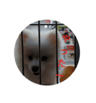 ポメ吉(天才犬)リメイク（個別スタンプ：10）