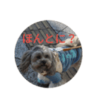 ポメ吉(天才犬)リメイク（個別スタンプ：11）