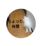 ポメ吉(天才犬)リメイク（個別スタンプ：12）