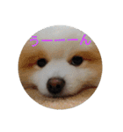 ポメ吉(天才犬)リメイク（個別スタンプ：13）