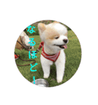 ポメ吉(天才犬)リメイク（個別スタンプ：14）