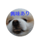 ポメ吉(天才犬)リメイク（個別スタンプ：15）