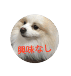 ポメ吉(天才犬)リメイク（個別スタンプ：16）