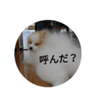 ポメ吉(天才犬)リメイク（個別スタンプ：17）