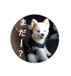 ポメ吉(天才犬)リメイク（個別スタンプ：18）