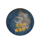 ポメ吉(天才犬)リメイク（個別スタンプ：19）