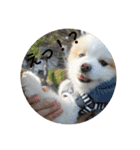 ポメ吉(天才犬)リメイク（個別スタンプ：20）
