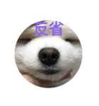 ポメ吉(天才犬)リメイク（個別スタンプ：21）