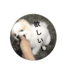 ポメ吉(天才犬)リメイク（個別スタンプ：22）