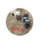 ポメ吉(天才犬)リメイク（個別スタンプ：23）