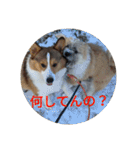 ポメ吉(天才犬)リメイク（個別スタンプ：24）