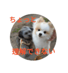 ポメ吉(天才犬)リメイク（個別スタンプ：25）