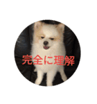 ポメ吉(天才犬)リメイク（個別スタンプ：26）