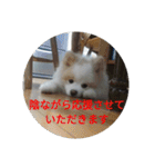 ポメ吉(天才犬)リメイク（個別スタンプ：28）
