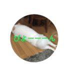 ポメ吉(天才犬)リメイク（個別スタンプ：29）