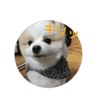 ポメ吉(天才犬)リメイク（個別スタンプ：30）