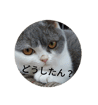 ポメ吉(天才犬)リメイク（個別スタンプ：31）