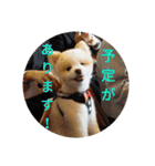 ポメ吉(天才犬)リメイク（個別スタンプ：34）