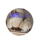 ポメ吉(天才犬)リメイク（個別スタンプ：35）