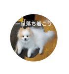 ポメ吉(天才犬)リメイク（個別スタンプ：36）