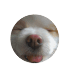 ポメ吉(天才犬)リメイク（個別スタンプ：37）