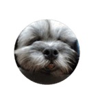 ポメ吉(天才犬)リメイク（個別スタンプ：38）