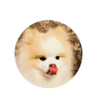 ポメ吉(天才犬)リメイク（個別スタンプ：39）