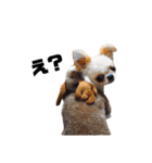 pagu＆pekitii（個別スタンプ：16）