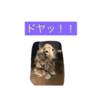 マックスオリジナルスタンプ（個別スタンプ：5）