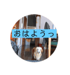 るぴちゃんスタンプ（個別スタンプ：6）