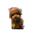 マルチカラー トイプードル（個別スタンプ：1）