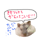 かわかわふくちゃんスタンプ（個別スタンプ：1）