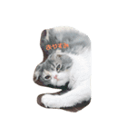 わんちゃんねこちゃん（個別スタンプ：4）