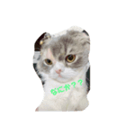 わんちゃんねこちゃん（個別スタンプ：5）