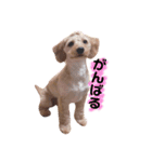 ミックスpmc（個別スタンプ：9）