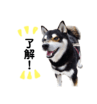 黒柴犬リク（個別スタンプ：1）