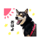 黒柴犬リク（個別スタンプ：2）