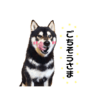 黒柴犬リク（個別スタンプ：3）