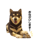 黒柴犬リク（個別スタンプ：4）
