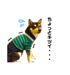 黒柴犬リク（個別スタンプ：5）