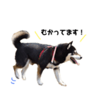 黒柴犬リク（個別スタンプ：6）