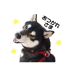 黒柴犬リク（個別スタンプ：7）