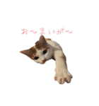 ネコぽん_J1（個別スタンプ：4）
