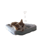 ネコぽん_J1（個別スタンプ：11）