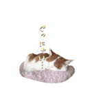 ネコぽん_J1（個別スタンプ：12）
