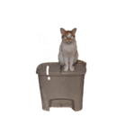ネコぽん_J1（個別スタンプ：14）
