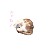 ネコぽん_J1（個別スタンプ：15）