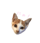 ネコぽん_J1（個別スタンプ：16）