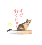 ネコぽん_J1（個別スタンプ：17）