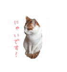 ネコぽん_J1（個別スタンプ：21）